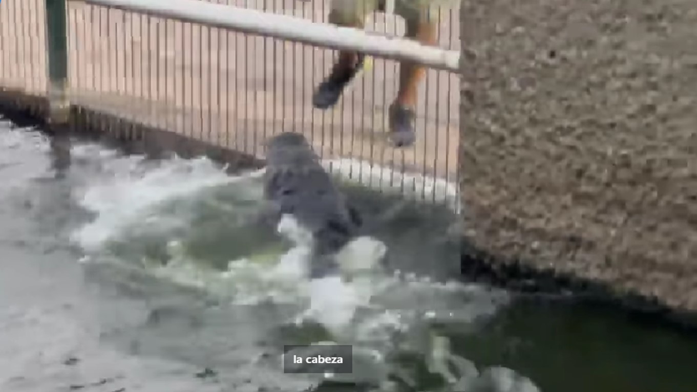 Video: cocodrilo ataca a un hombre en la Laguna de las Ilusiones