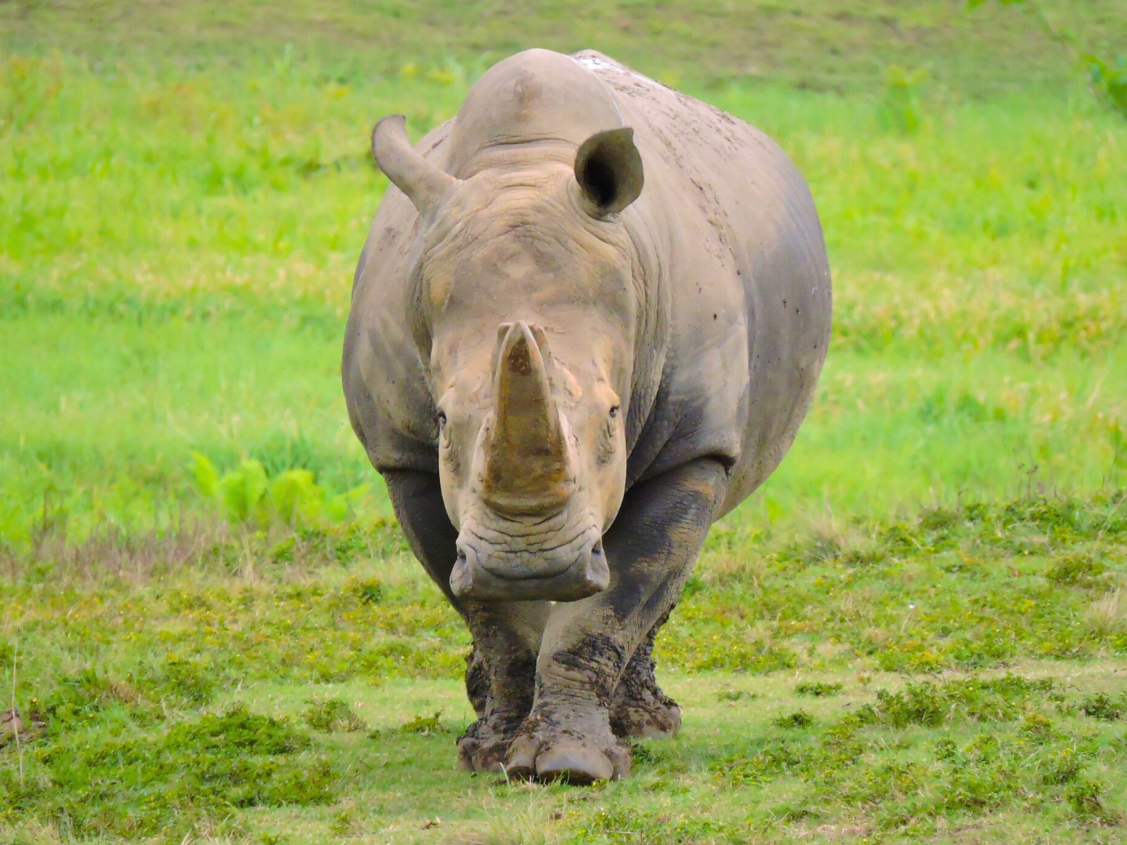 “Cuco”, el rinoceronte blanco del Yumká murió a los 33 años