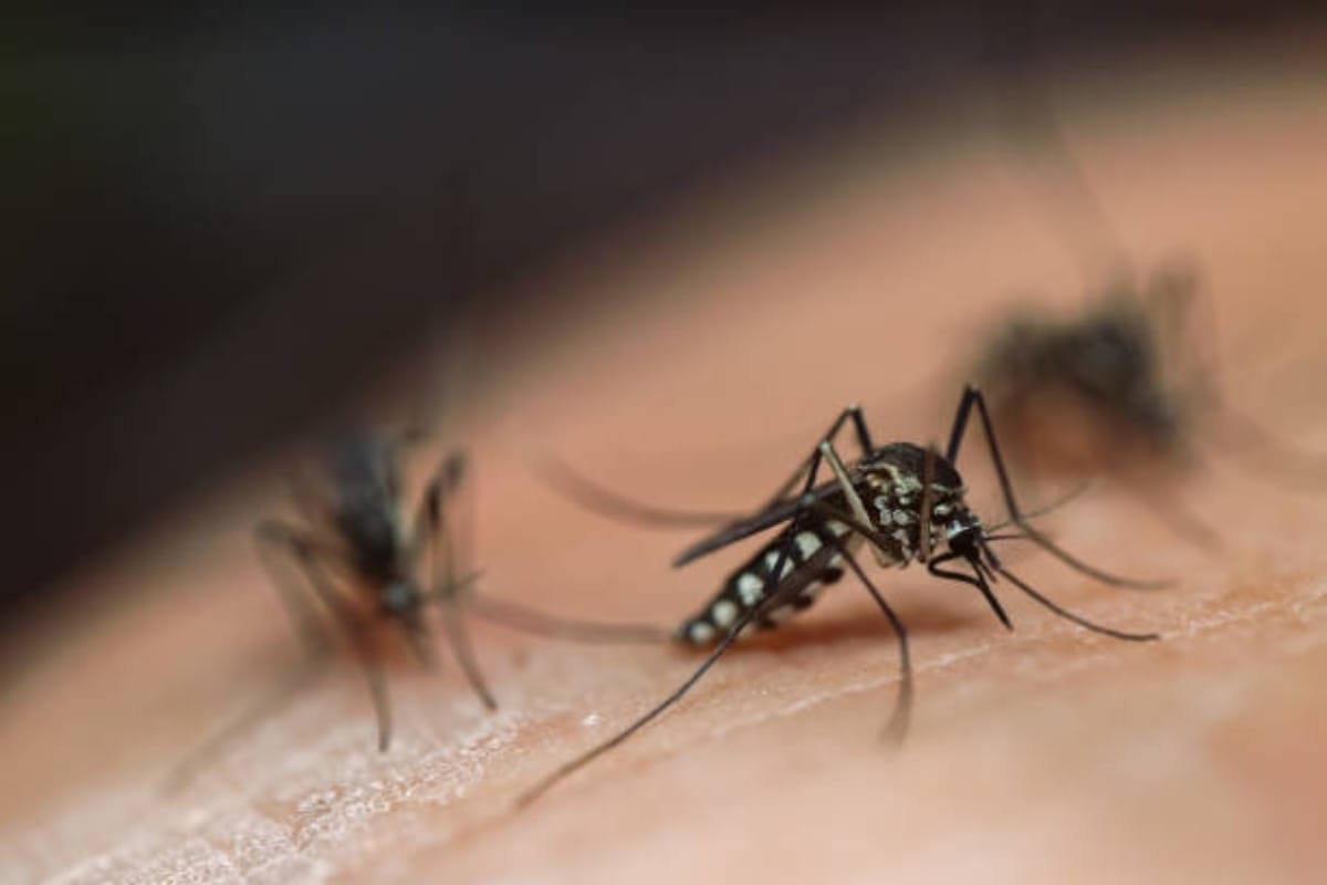 9 muertes por dengue en Tabasco; hay más de 2,400 casos confirmados en 2023