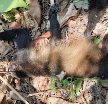 Muerte de monos en Tabasco y Chiapas aumenta a más de 80 ejemplares