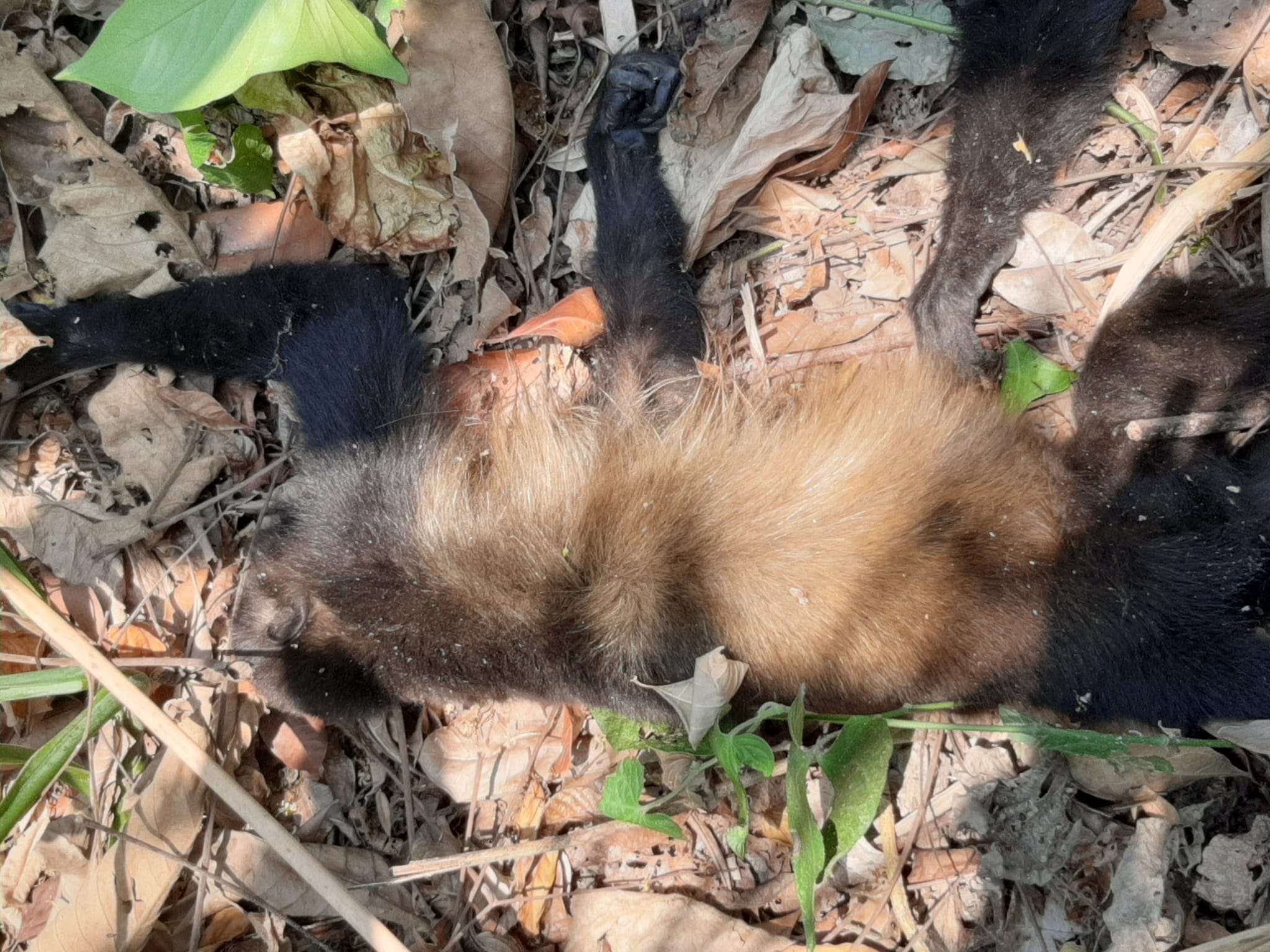 Muerte masiva de monos saraguatos por temperaturas extremas en Tabasco