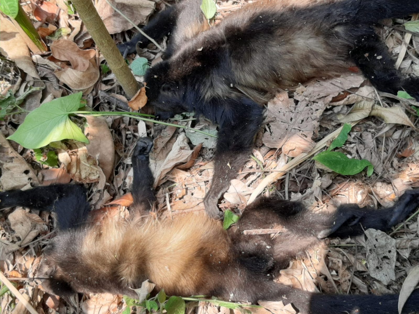 Muerte masiva de monos saraguatos por temperaturas extremas en Tabasco