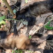 Muerte masiva de monos saraguatos por temperaturas extremas en Tabasco