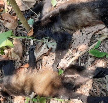 Muerte masiva de monos saraguatos por temperaturas extremas en Tabasco