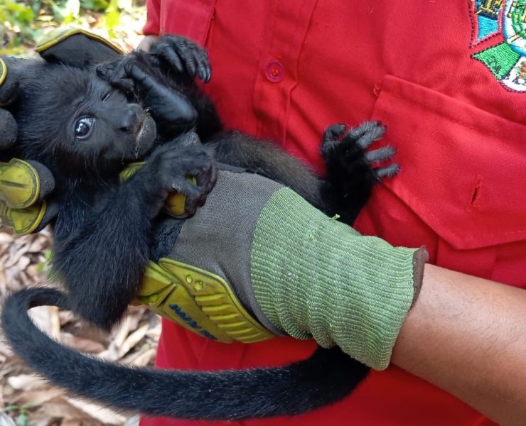 Semarnat analiza causas de muerte de monos aulladores en Tabasco