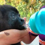 UJAT instala centros de acopio en apoya al mono saraguato