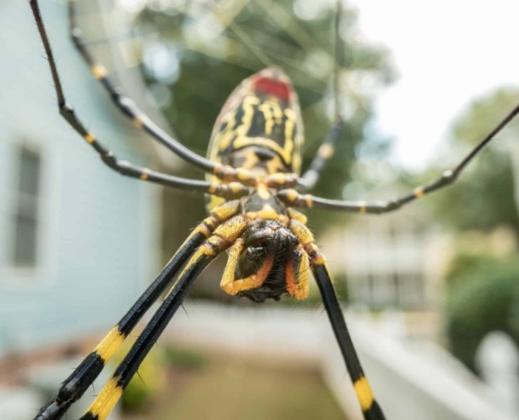 Las arañas invaden Estados Unidos