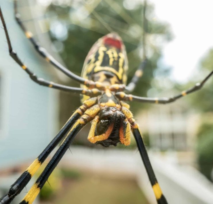 Las arañas invaden Estados Unidos