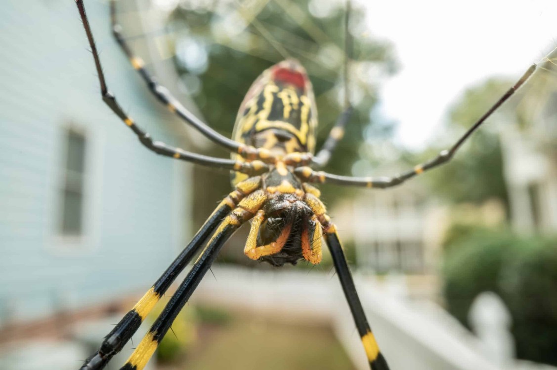 Las arañas invaden Estados Unidos