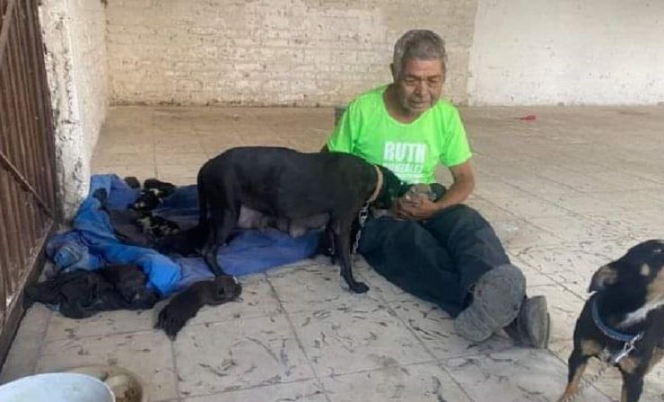 Abuelito pide ayuda para cuidar a su perrita y cachorros recién nacidos