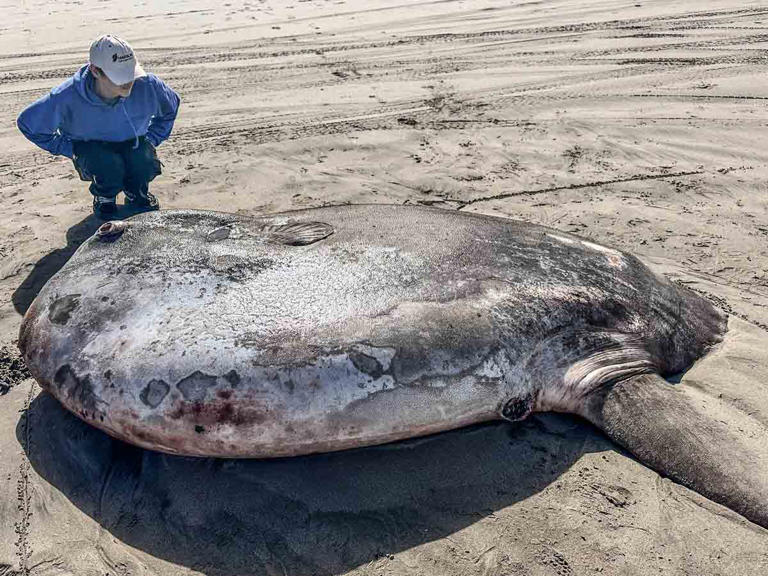 Se encontró un pez luna en la playa