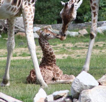 Nace una jirafa de una especie en riesgo