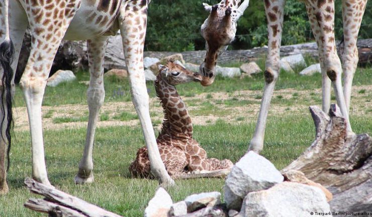 Nace una jirafa de una especie en riesgo