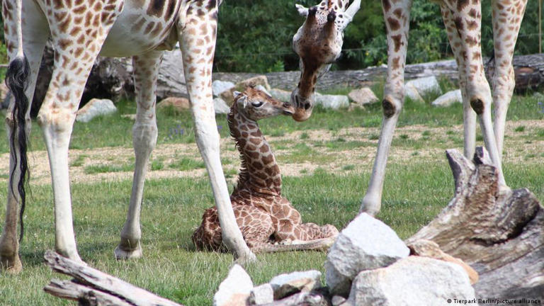 Nace una jirafa de una especie en riesgo