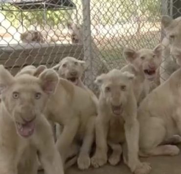 Buscan nombre para seis cachorros de león blanco