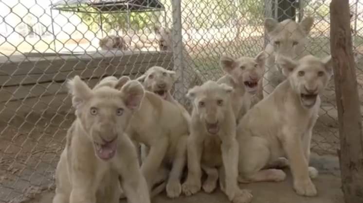 Buscan nombre para seis cachorros de león blanco