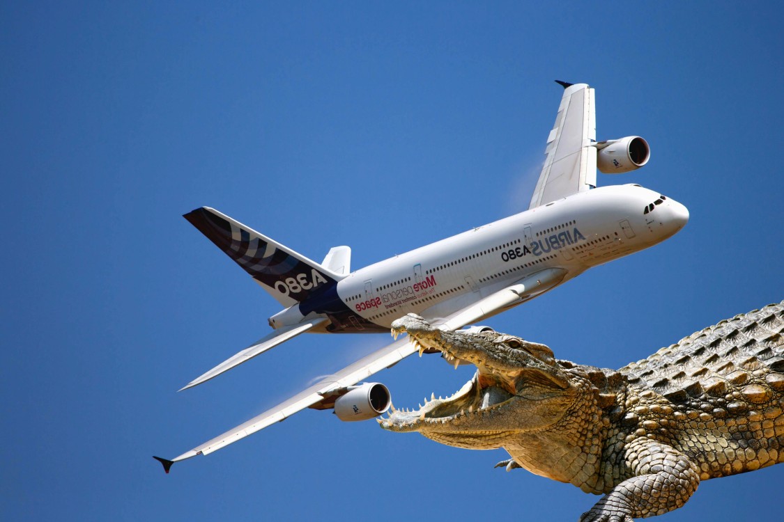 Un avión se estrelló por culpa de un cocodrilo