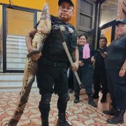 Encuentran Cocodrilo en la entrada de su hogar en Tixkokob