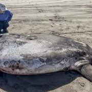 Encuentran un raro ejemplar Pez Luna (Mola, mola)