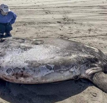 Encuentran un raro ejemplar Pez Luna (Mola, mola)