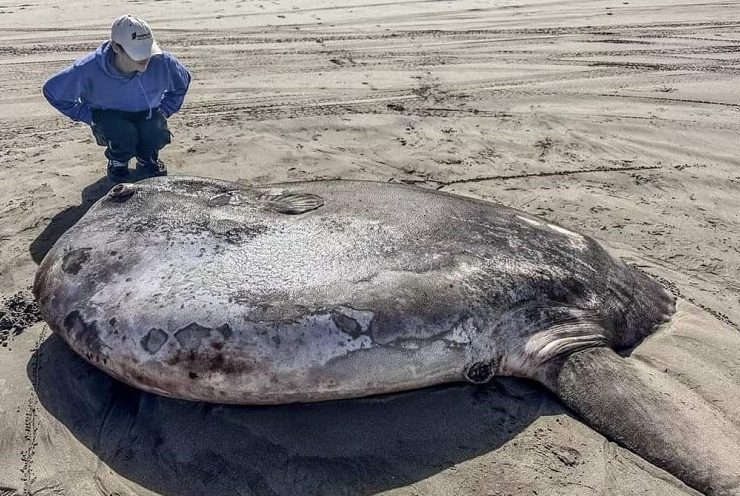 Encuentran un raro ejemplar Pez Luna (Mola, mola)