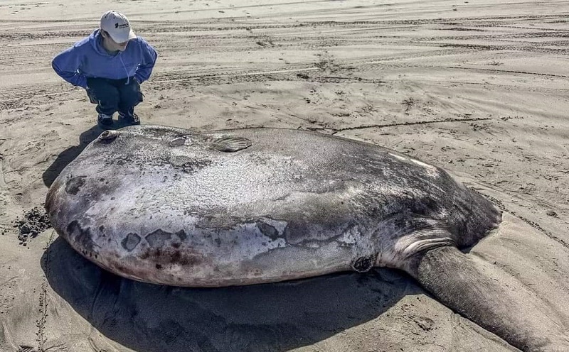 Encuentran un raro ejemplar Pez Luna (Mola, mola)