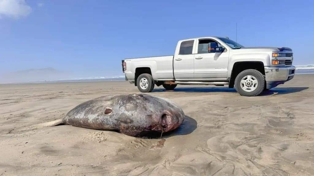 El pez luna, conocido por su forma plana y redonda y su color gris, ha sido el centro de atención en las últimas horas