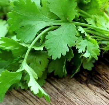 Los costos de Manojos de Cilantro hasta en $700