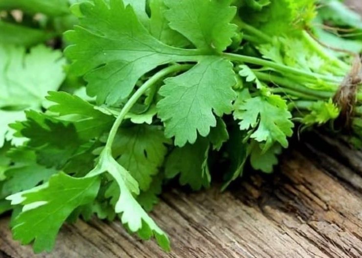 Los costos de Manojos de Cilantro hasta en $700