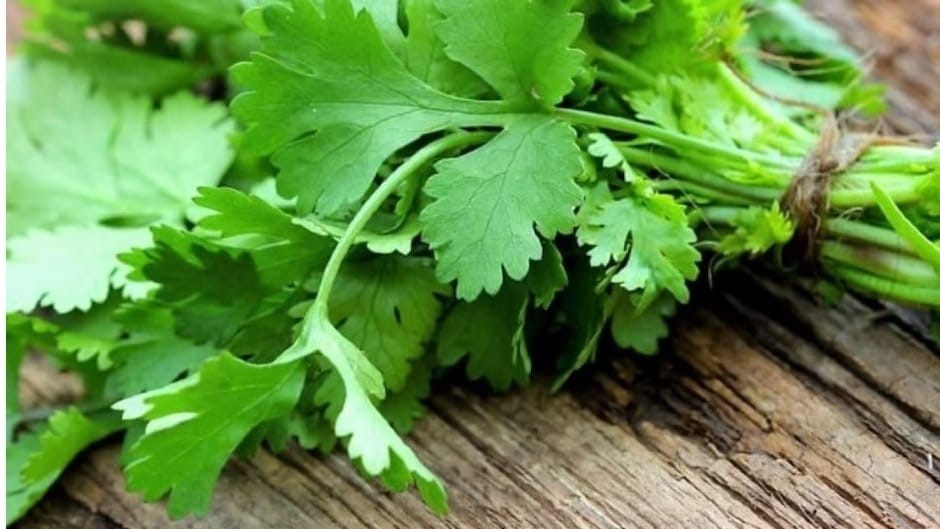 Los costos de Manojos de Cilantro hasta en $700