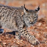 El lince ibérico ya no está en riesgo