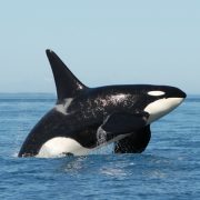 Descubren una nueva especie de Orca