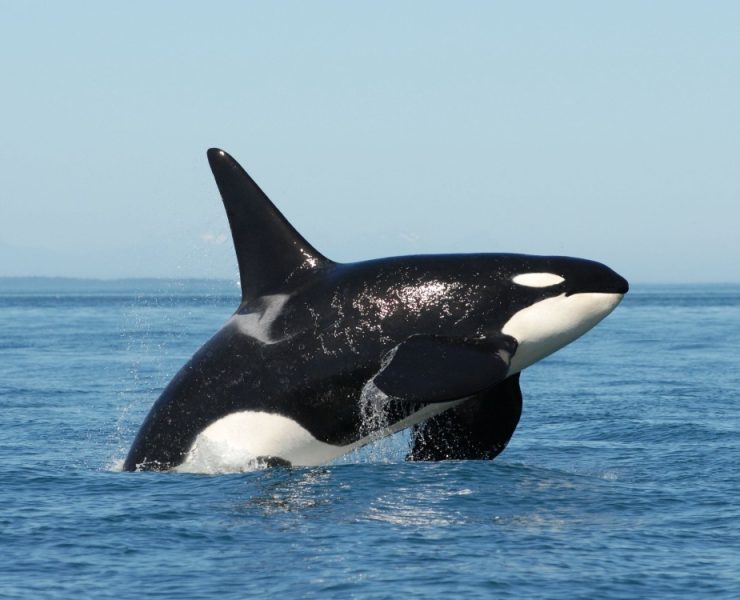 Descubren una nueva especie de Orca