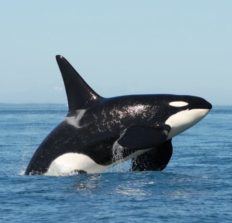 Descubren una nueva especie de Orca