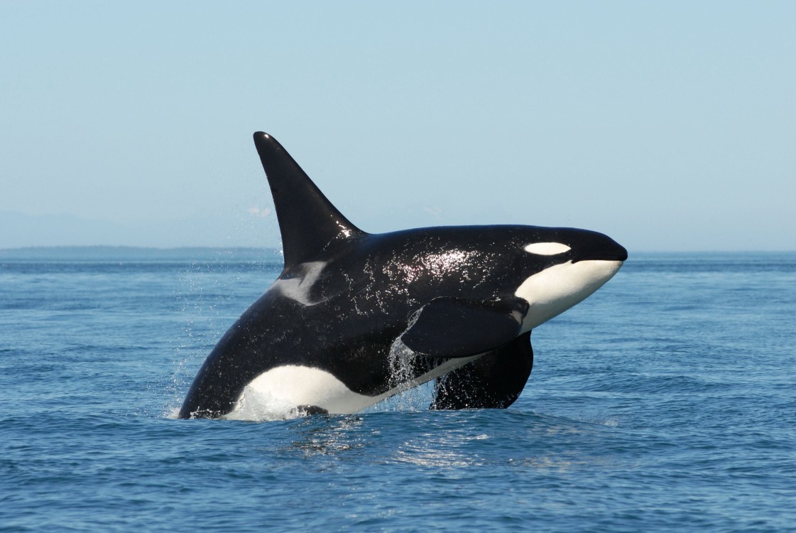 Descubren una nueva especie de Orca