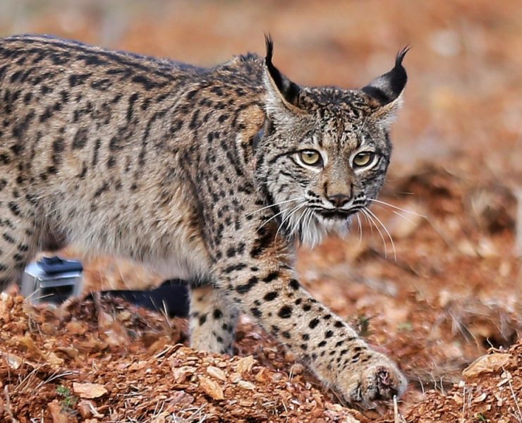 El lince ibérico ya no está en riesgo