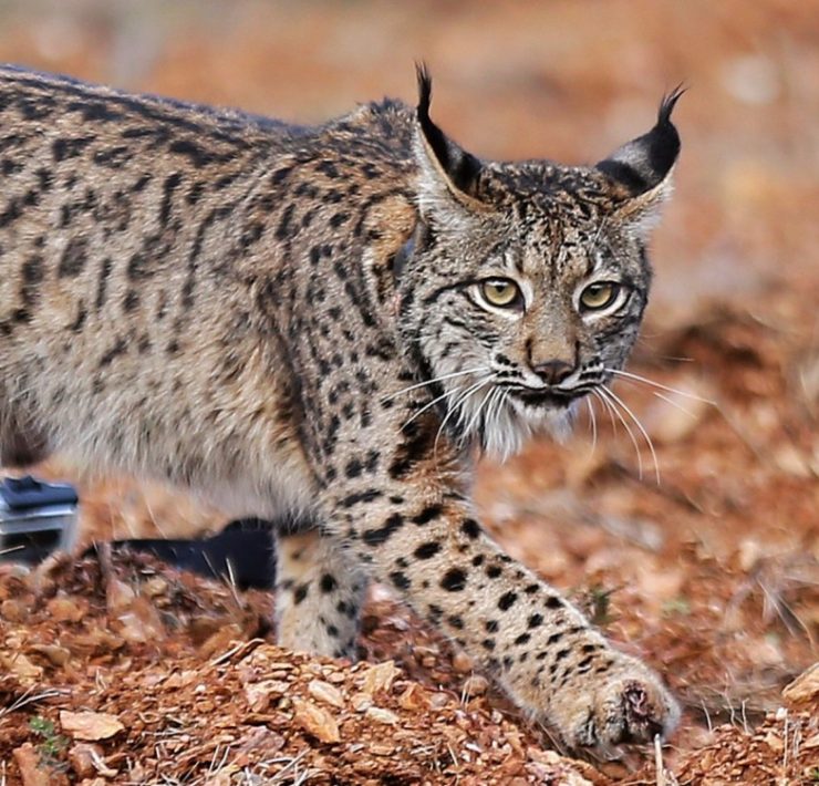 El lince ibérico ya no está en riesgo