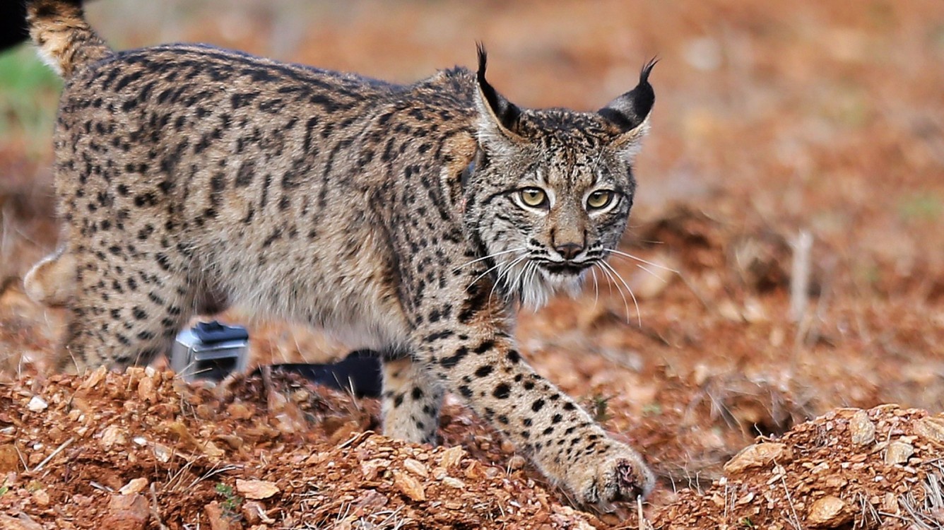 El lince ibérico ya no está en riesgo