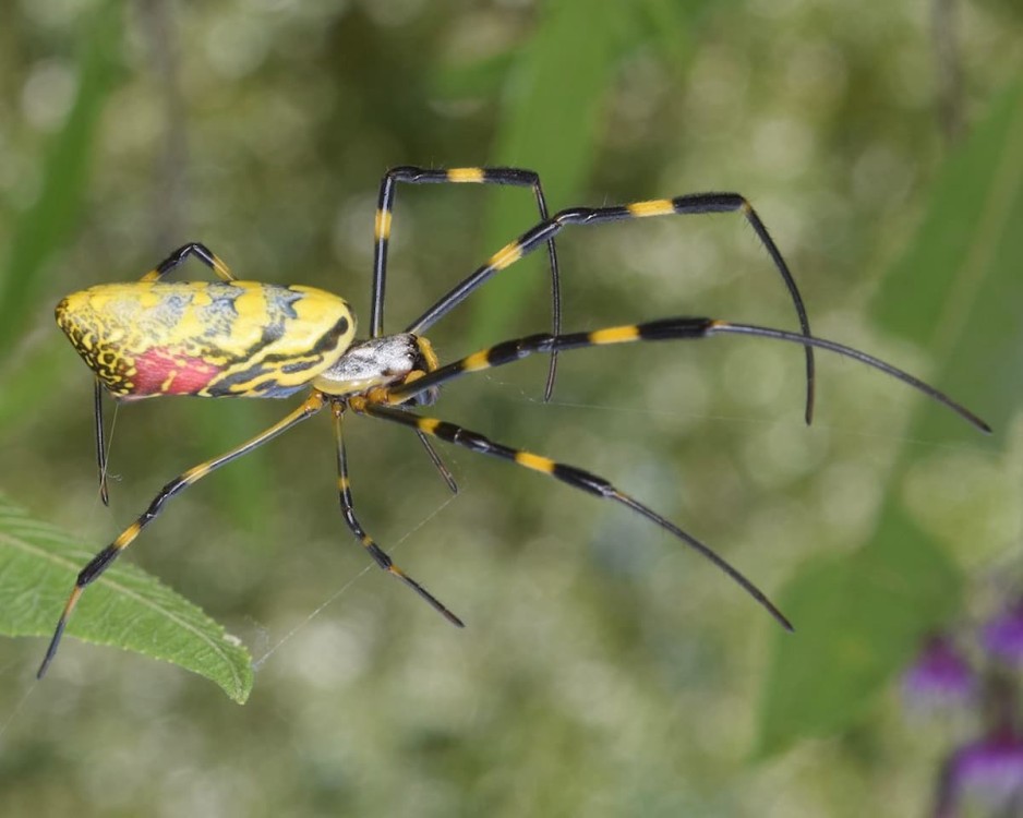 Las arañas invaden Estados Unidos