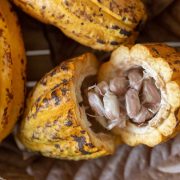 Comisión aprobó declarar al Cacao como Patrimonio Cultural Inmaterial de Tabasco