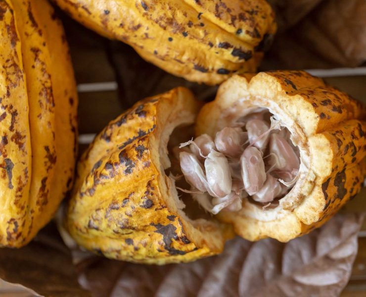 Comisión aprobó declarar al Cacao como Patrimonio Cultural Inmaterial de Tabasco