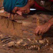 Encuentran cocodrilos momificados