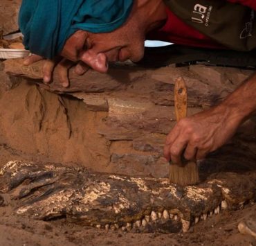 Encuentran cocodrilos momificados