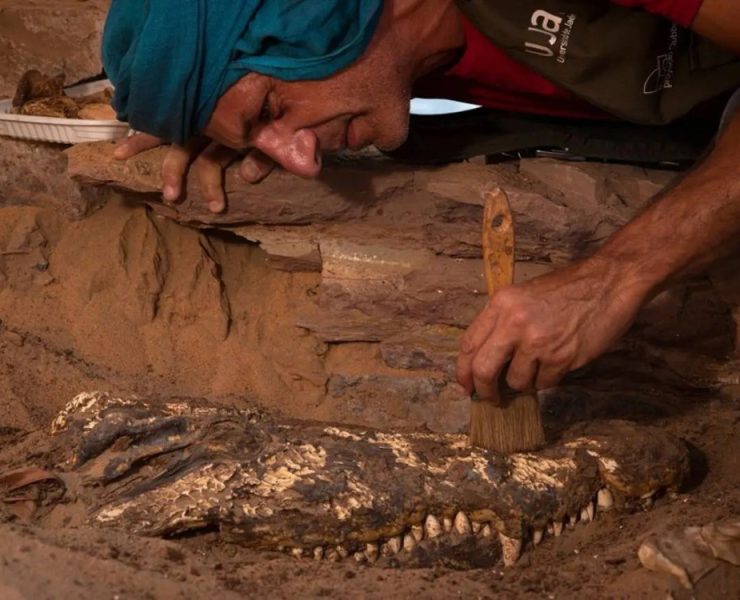 Encuentran cocodrilos momificados