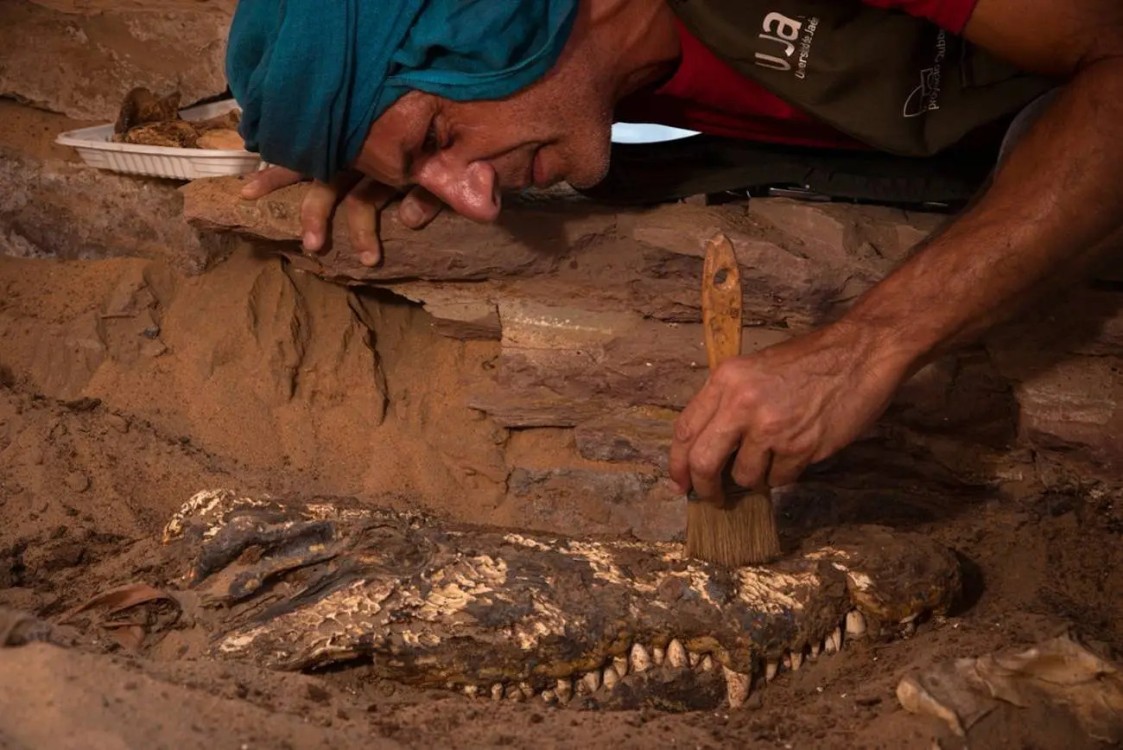 Encuentran cocodrilos momificados