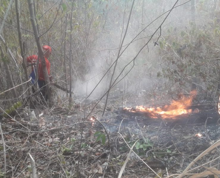 Incendios forestales en Tabasco han afectado 5,294 hectáreas