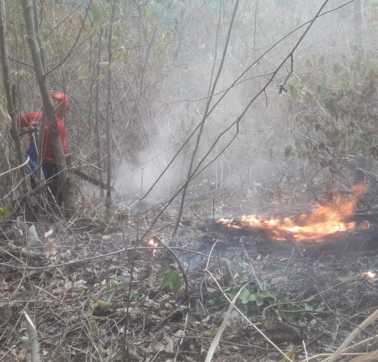 Incendios forestales en Tabasco han afectado 5,294 hectáreas