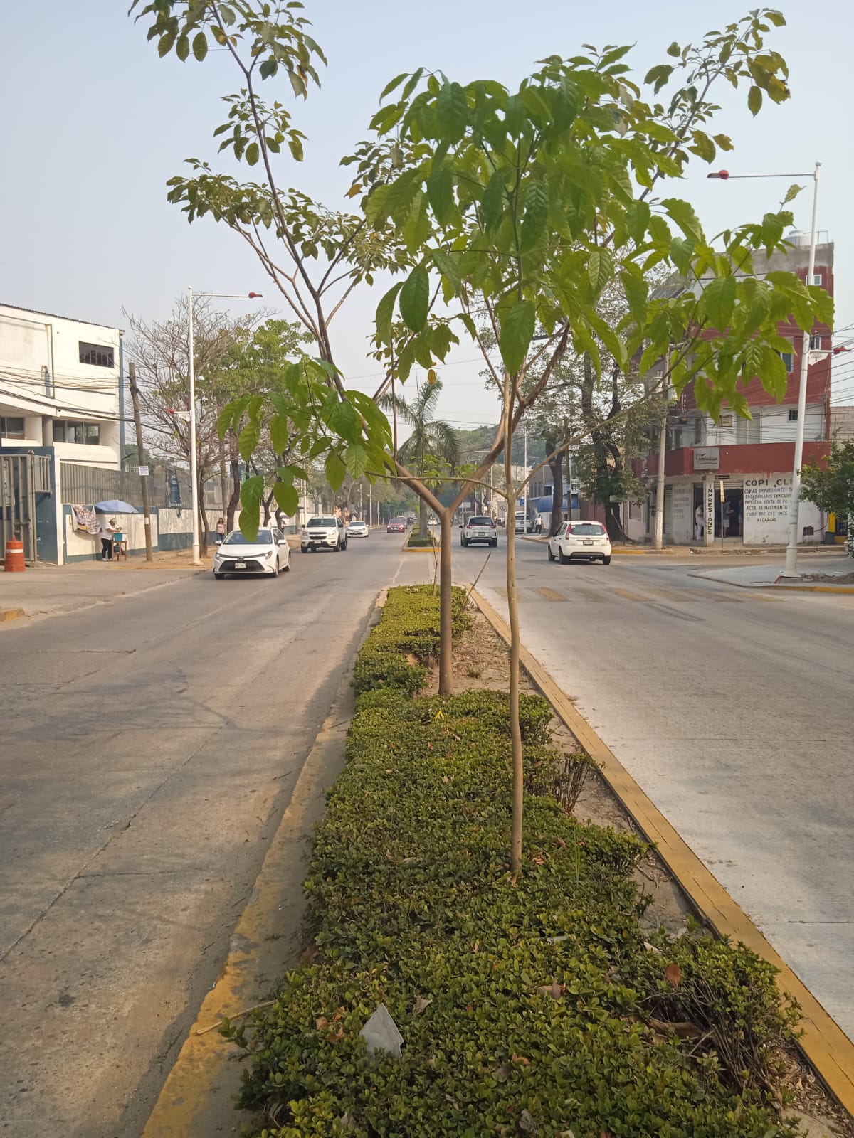 Reforestar algunas avenidas de Villahermosa.