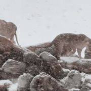 Cayó nieve en África