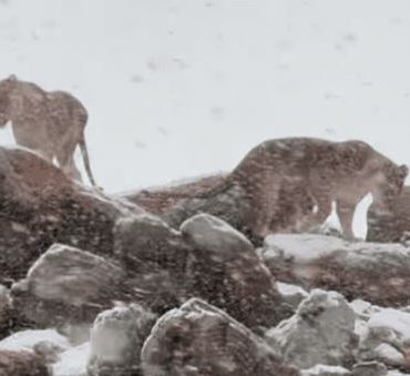 Cayó nieve en África